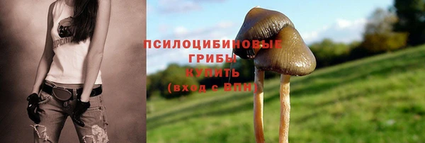 шишки Арсеньев